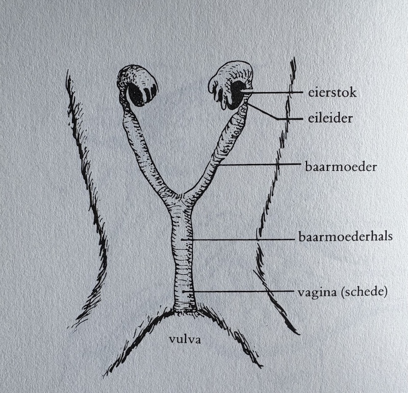 Castratie van een teef