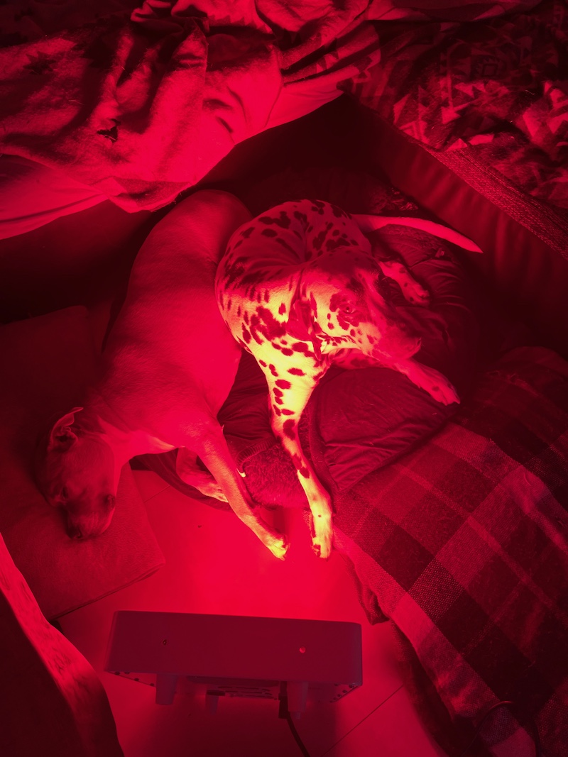 Rood licht therapie voor honden