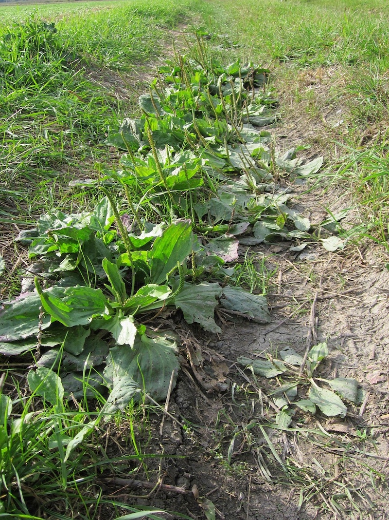 Weegbree, medicinale plant die overal groeit